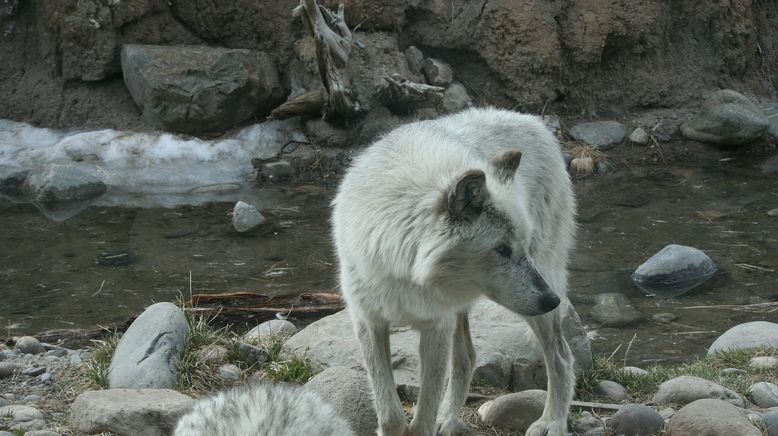 Traumreisen in die Tierwelt