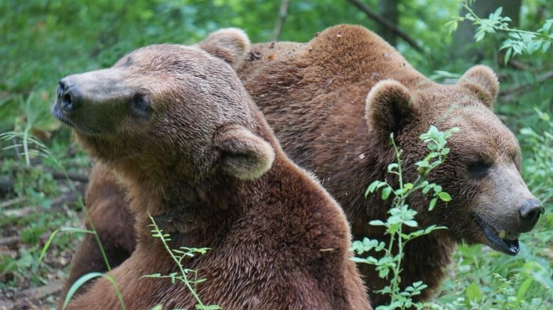 Das Grizzly-Projekt