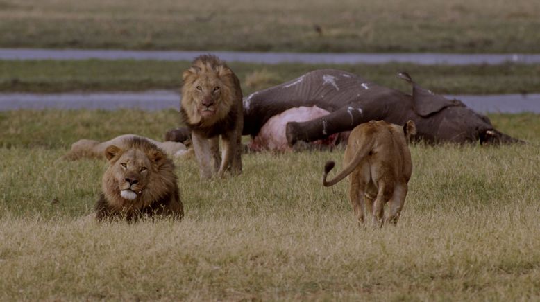 Afrikas tödlichste Jäger