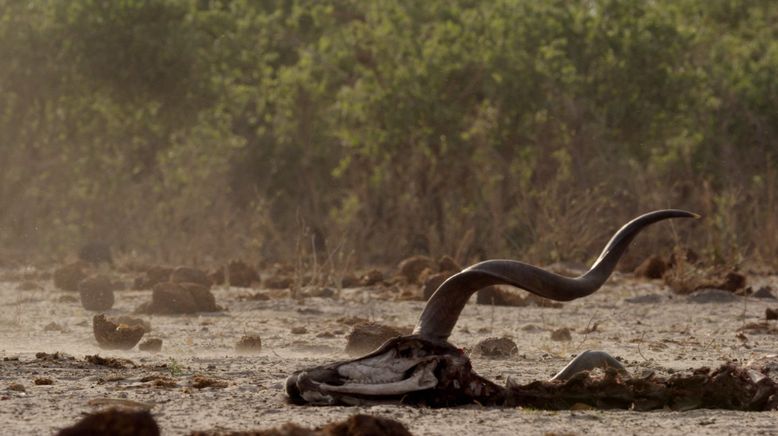 Afrikas tödlichste Jäger