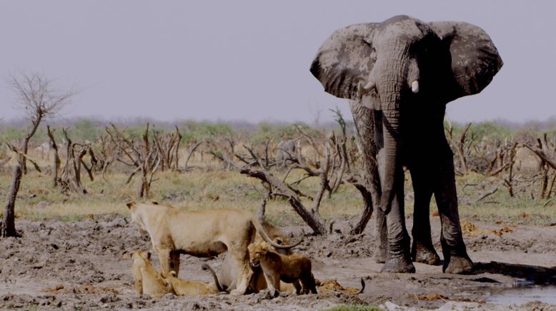 Afrikas tödlichste Jäger