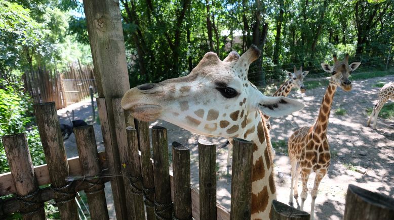 Bronx Zoo - Tierpark der Superlative