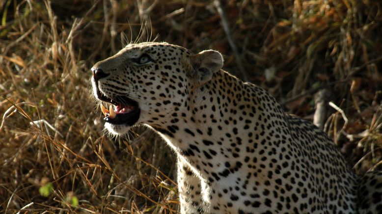 Afrikas tödlichste Jäger