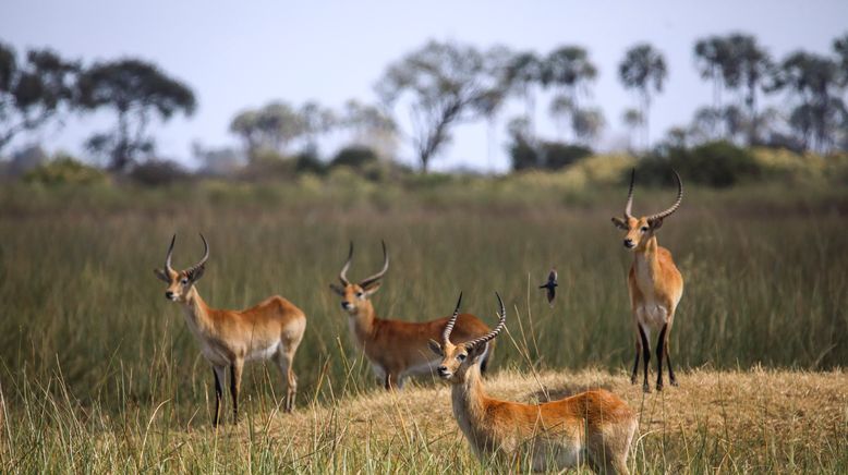 Afrikas tödlichste Jäger