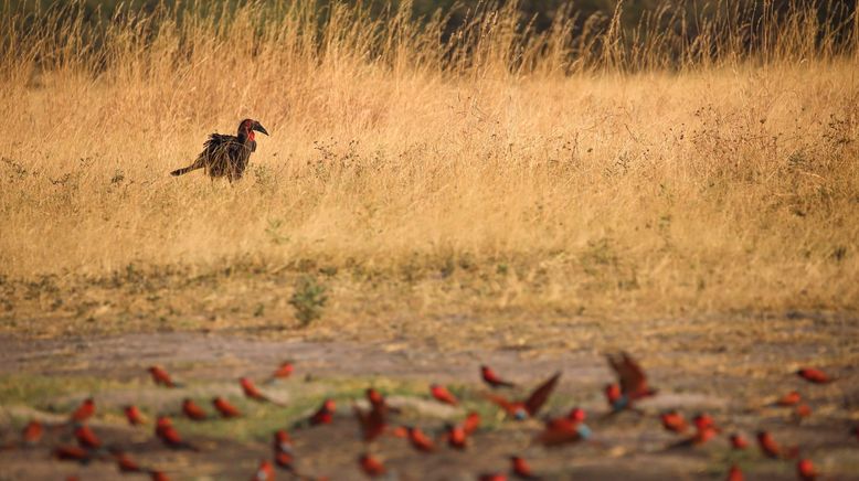 Afrikas tödlichste Jäger