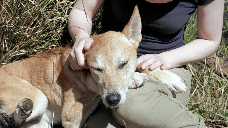 Paula und die wilden Tiere