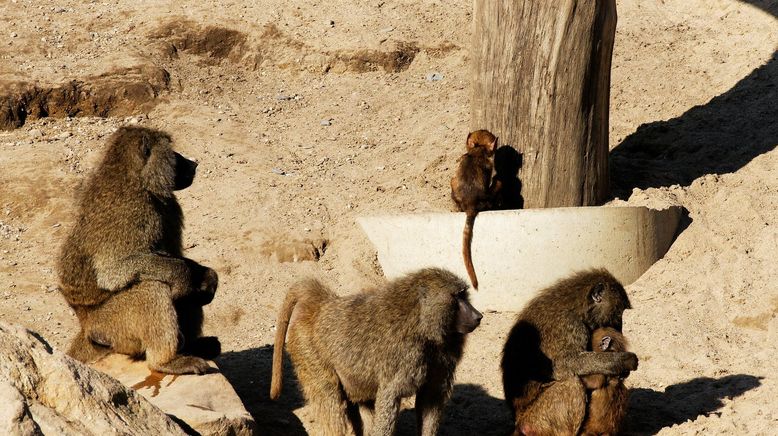 Das Waisenhaus für wilde Tiere