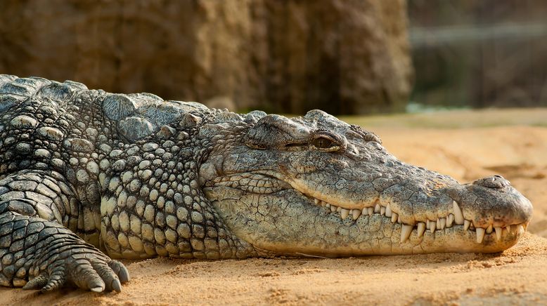 Schneller, höher, weiter - was Tiere bewegt