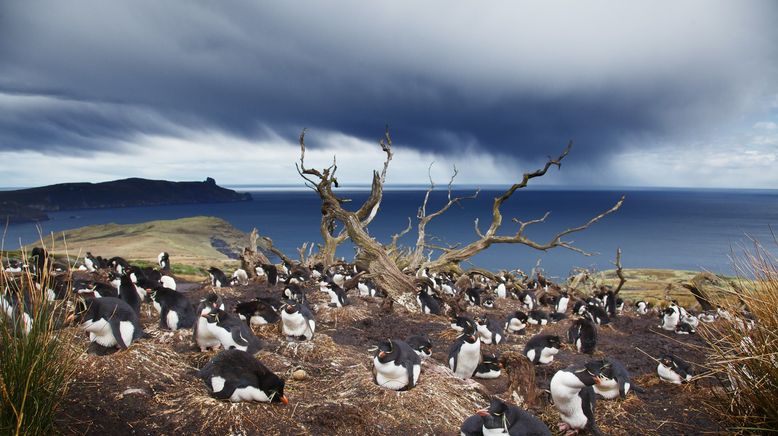 Wildes Patagonien