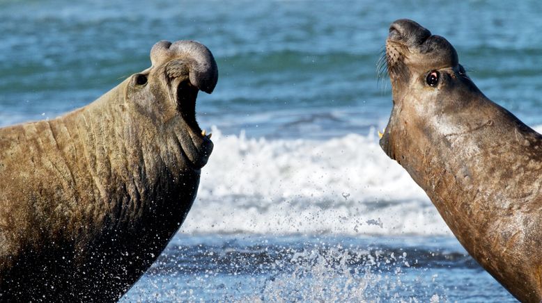 Wildes Patagonien