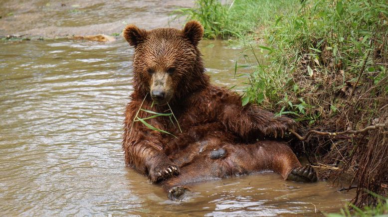 Das Grizzly-Projekt