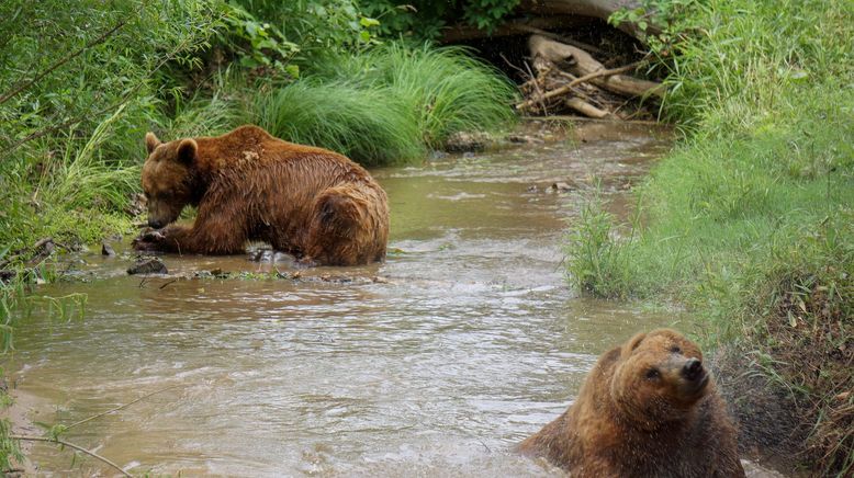 Das Grizzly-Projekt