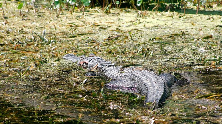 Deadly 60 - Die gefährlichsten Tiere der Welt