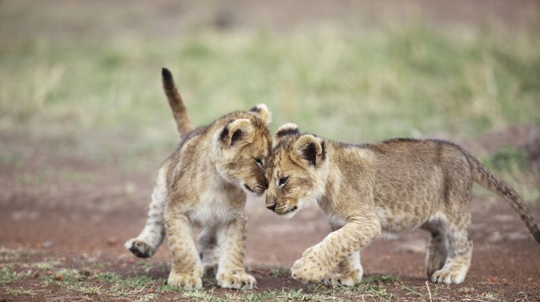 Tierbabys ganz groß