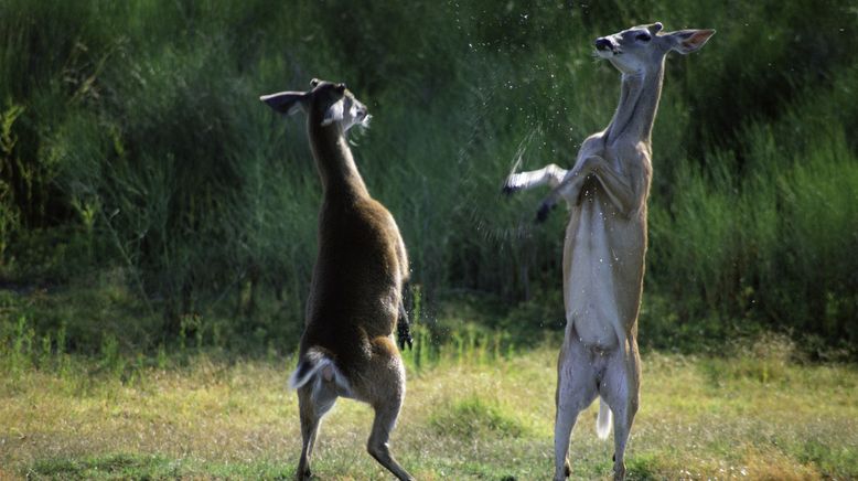 Tiere außer Rand und Band