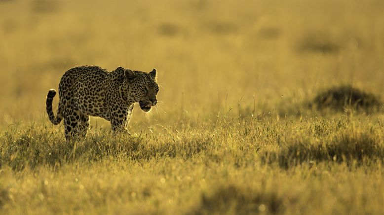 Afrikas tödlichste Jäger