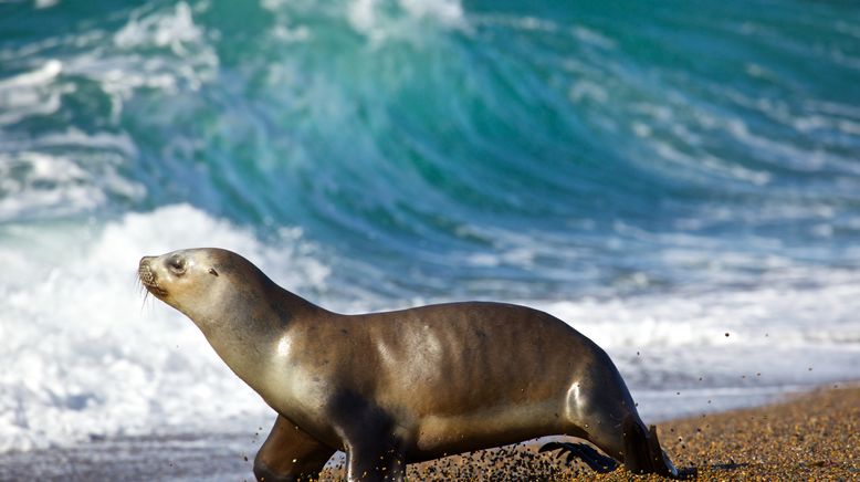 Wildes Patagonien