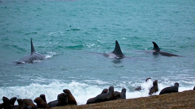 Wildes Patagonien