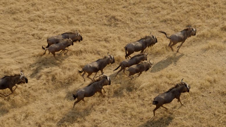 Afrikas tödlichste Jäger