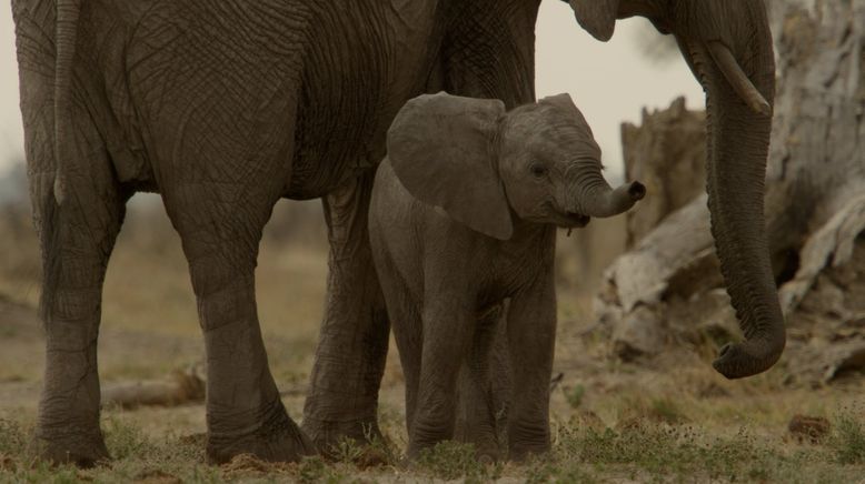 Afrikas tödlichste Jäger