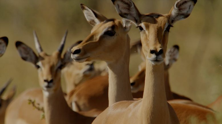 Afrikas tödlichste Jäger