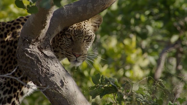 Afrikas tödlichste Jäger