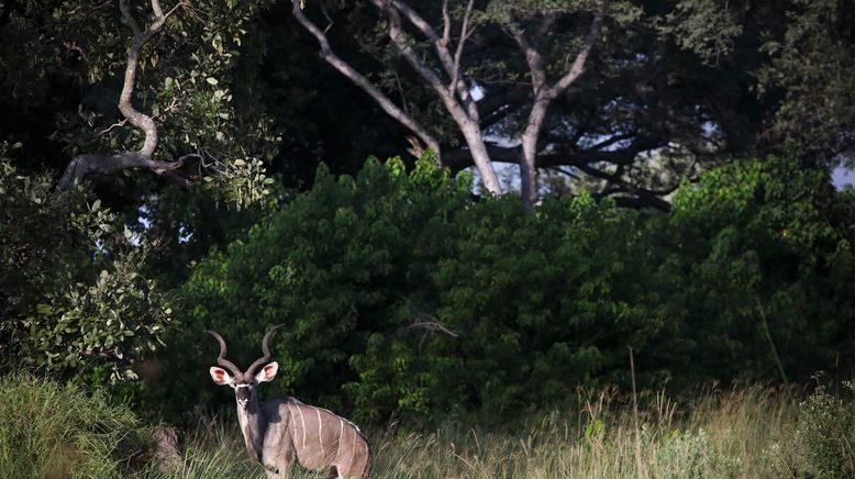 Afrikas tödlichste Jäger