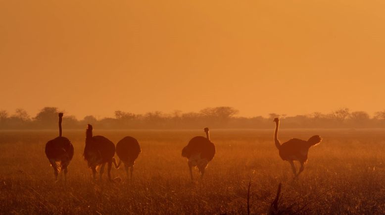 Afrikas tödlichste Jäger