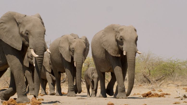 Afrikas tödlichste Jäger