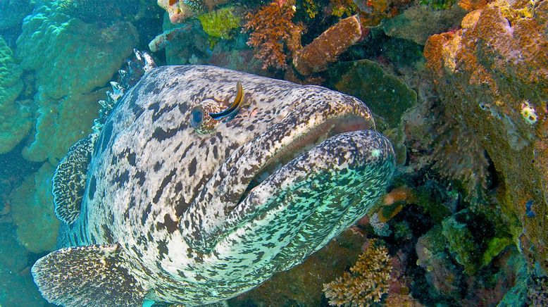 David Attenboroughs Great Barrier Reef