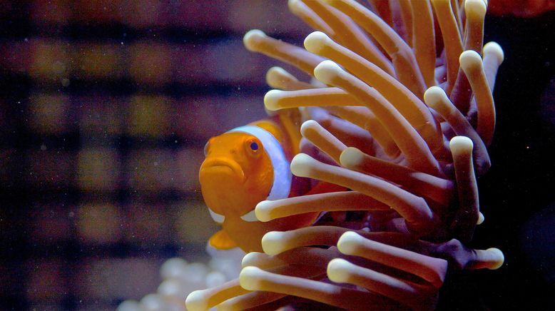 David Attenboroughs Great Barrier Reef