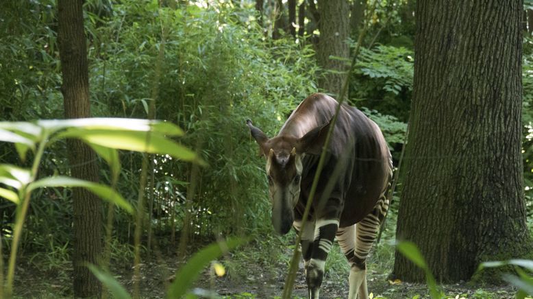 Bronx Zoo - Tierpark der Superlative