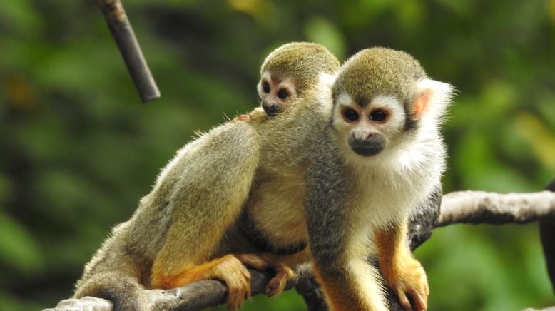 Bronx Zoo - Tierpark der Superlative