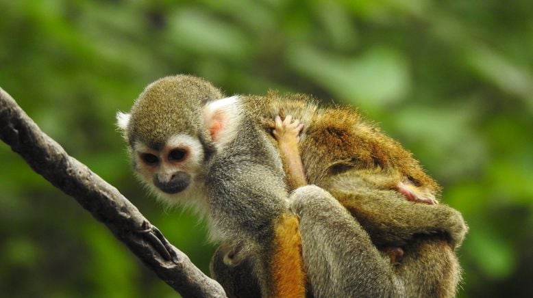 Bronx Zoo - Tierpark der Superlative