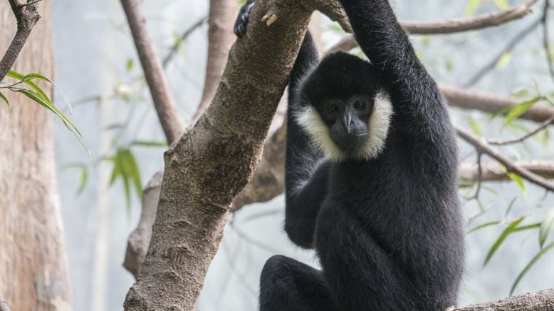 Bronx Zoo - Tierpark der Superlative