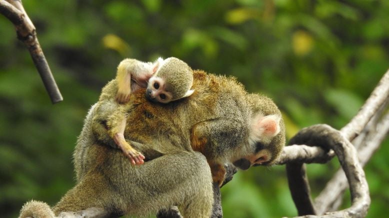 Bronx Zoo - Tierpark der Superlative