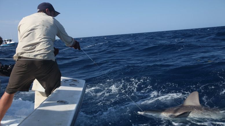 Auf der Suche nach dem Monsterfisch