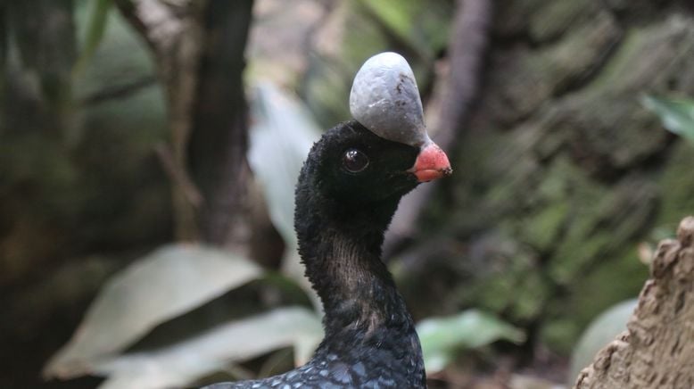 Bronx Zoo - Tierpark der Superlative