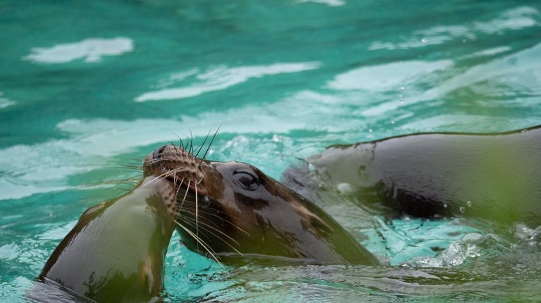 Bronx Zoo - Tierpark der Superlative