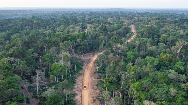 Kongo: Schutz für den Gorillawald