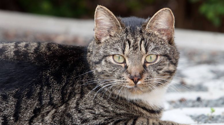 Die geheime Welt unserer Katzen