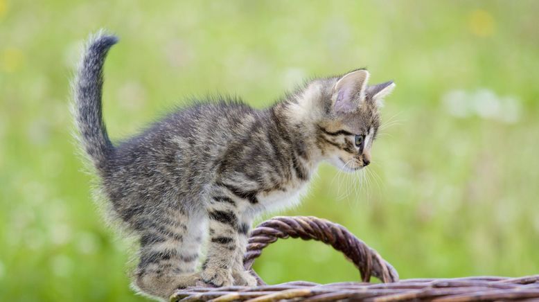 Die geheime Welt unserer Katzen