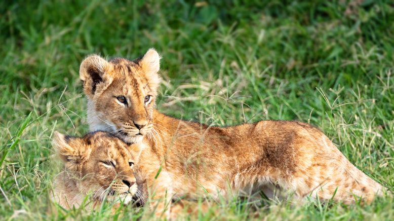 Geheime Sprache der Tiere