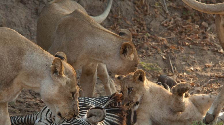 Afrikas tödlichste Jäger