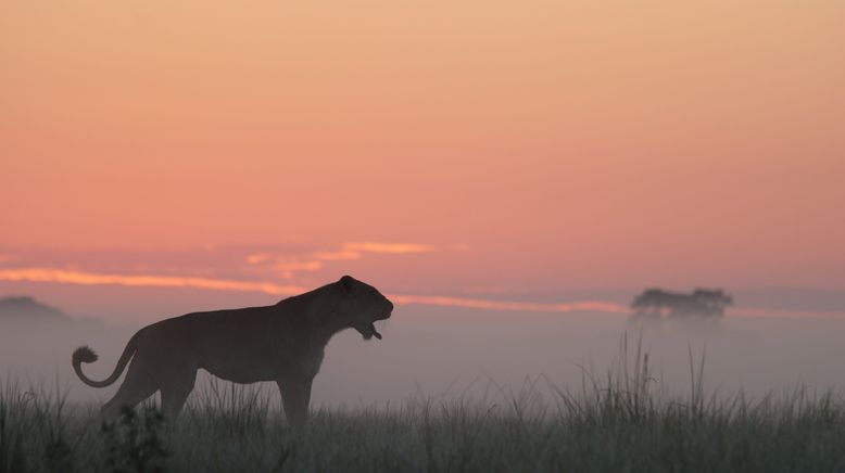 Afrikas tödlichste Jäger