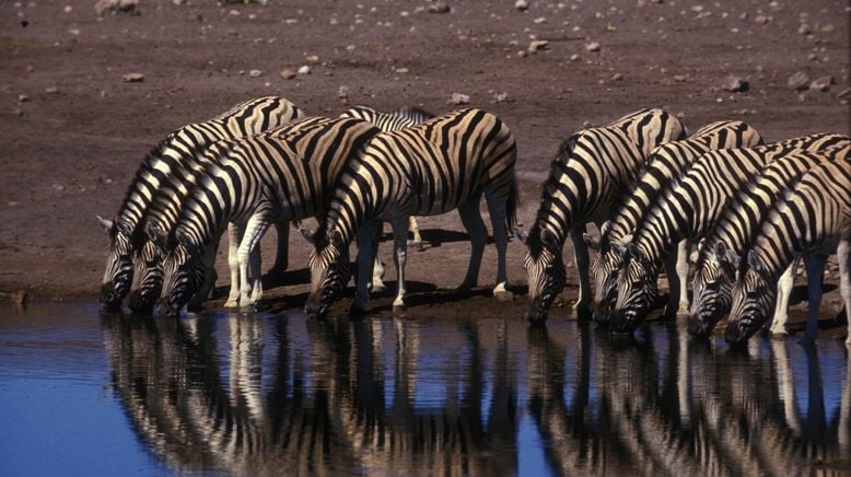 Afrikas tödlichste Jäger