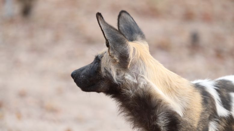 Afrikas Jäger