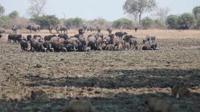 Afrikas Jäger