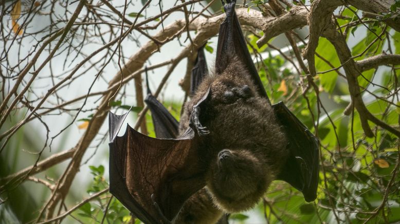 Bronx Zoo - Tierpark der Superlative