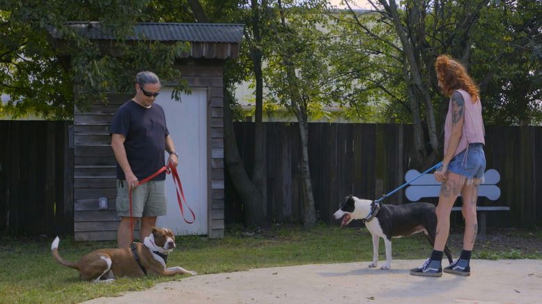 Pitbulls auf Bewährung